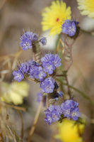 Desert Flowers