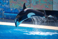 Shamu Show