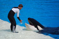 Shamu Show