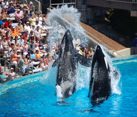 Shamu Show