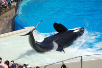 Shamu Show