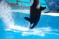 Shamu Show