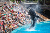 Shamu Show