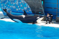 Shamu Show