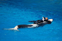 Shamu Show