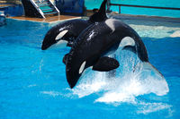 Shamu Show