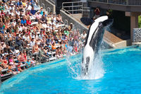 Shamu Show