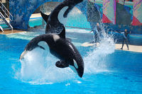 Shamu Show