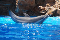 Dolphin Show