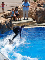 Surfin' the Dolphin