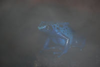 Blue Frog